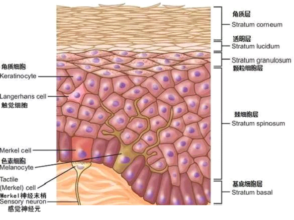 孚立美乳膏是如何淡化皮肤色素的？